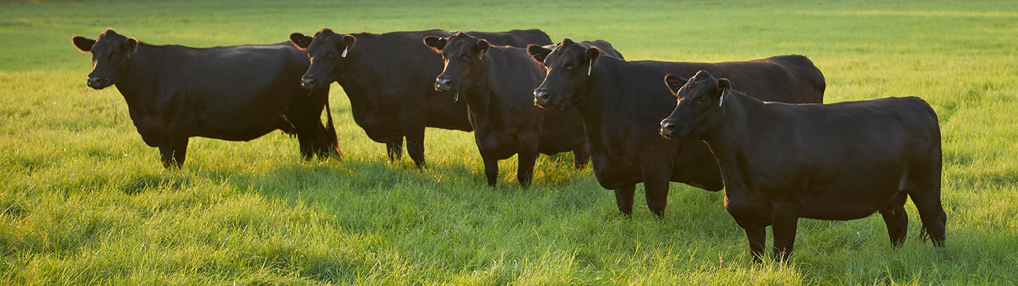 Group of Heifers 